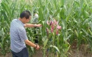 玉米网络科技 聚焦玉米病害防控难题，25家单位组建研究防控协作组