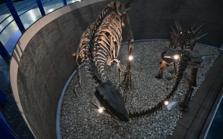 狮成科技 国家自然博物馆推出达·芬奇艺术科技与自然韵律展：在真迹手稿中探寻达·芬奇的秘密