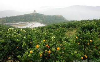 广安明科技 科技助力 构建脐橙现代农业园区的邻水样板